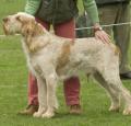 Spinone Italiano Pictures