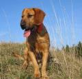 Styrian Coarse Haired Hound