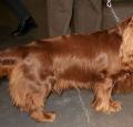 Sussex Spaniel