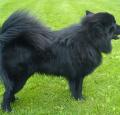 Swedish Lapphund