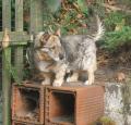 Swedish Vallhund