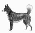 Tahltan Bear Dog Pictures