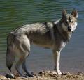 Tamaskan dog Pictures