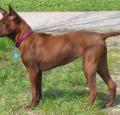 Thai Ridgeback Pictures