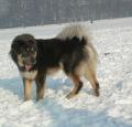 Tibetan Mastiff