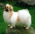 Tibetan Spaniel Pictures