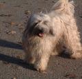 Tibetan Terrier