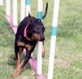 Toy Manchester Terrier Pictures