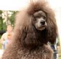 Toy Poodle