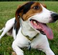 Treeing Walker Coonhound