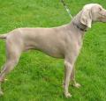 Weimaraner Pictures