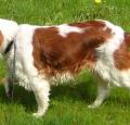 Welsh Springer Spaniel Pictures