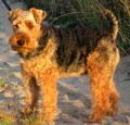 Welsh Terrier