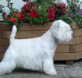 West Highland White Terrier Pictures