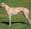 Whippet Pictures