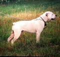 White English Bulldog