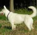 White Shepherd Dog