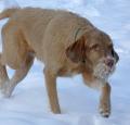 Wire haired Vizsla Pictures