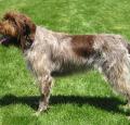 Wirehaired Pointing Griffon