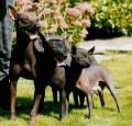 Xoloitzcuintli Pictures