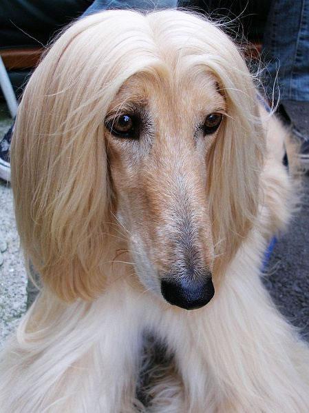 Afghan Hound Pictures 1