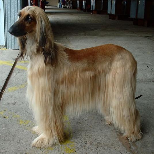 Afghan Hound Pictures