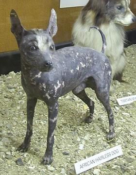 African Hairless Dog Pictures