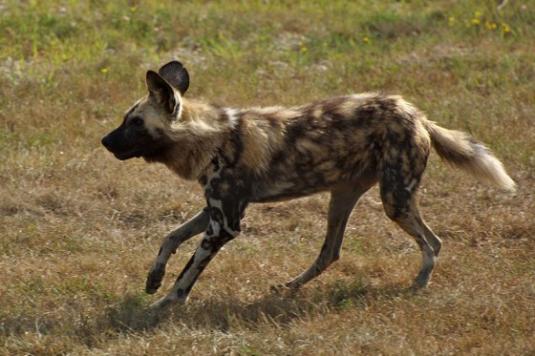 African Wild Dog Pictures