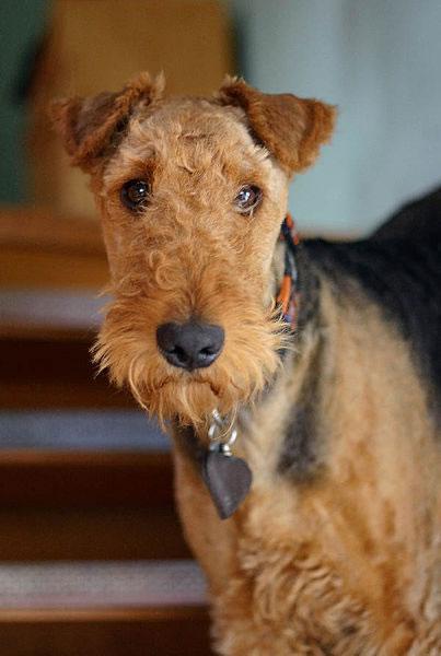 Airedale Terrier Pictures 2