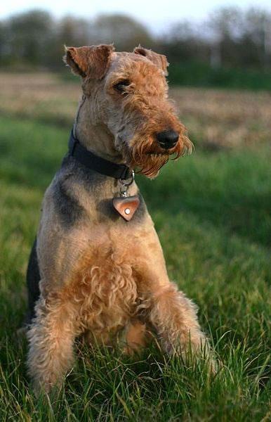 Airedale Terrier Pictures 4