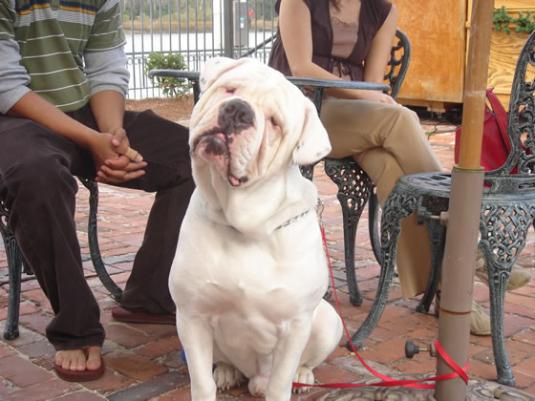 Altman White English Bulldog Pictures