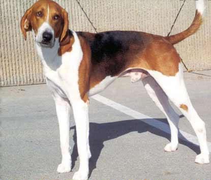 American Foxhound Pictures