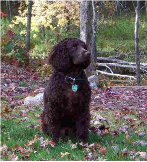 American Water Spaniel Pictures