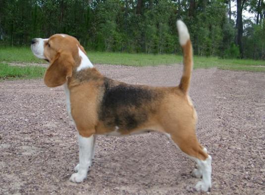 Beagle Pictures