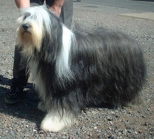 Bearded Collie Pictures