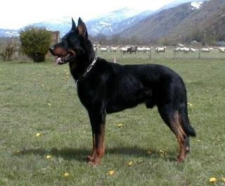 Beauceron Pictures