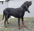 Black and Tan Coonhound Pictures