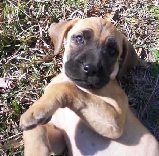 Blackmouth Cur Puppy Pictures