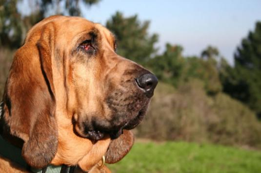 Bloodhound Pictures 1