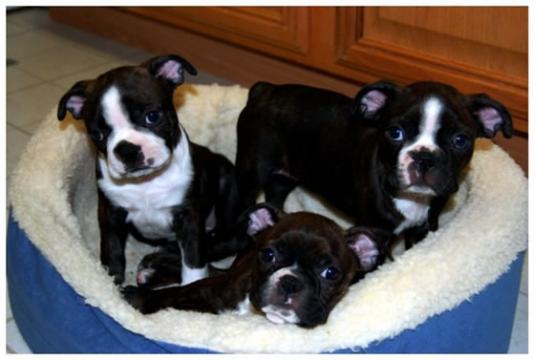 Boston Terrier Puppies Pictures