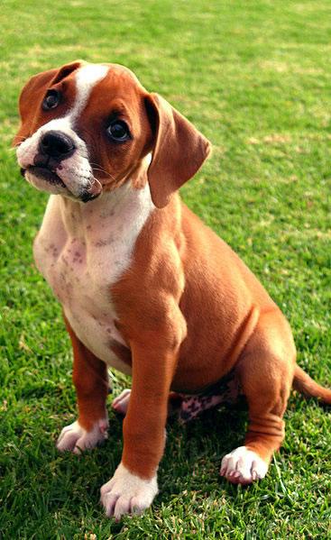 Boxer Puppy Pictures