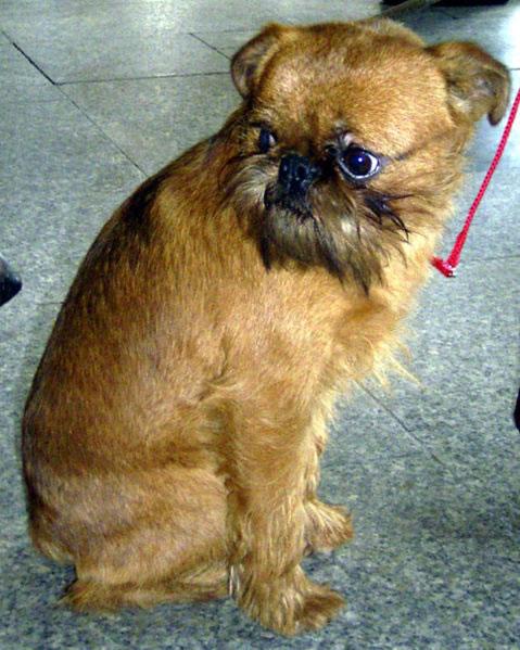 Brussels Griffon Pictures