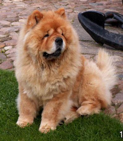 Chow Chow Pictures