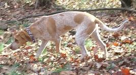 English Coonhound Pictures