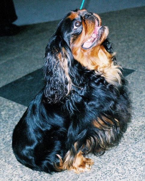 English Toy Spaniel Pictures