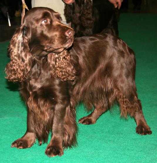 Field Spaniel Pictures