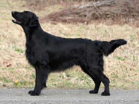 Flat Coated Retriever Pictures