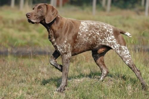 German Shorthaired Pointer Pictures