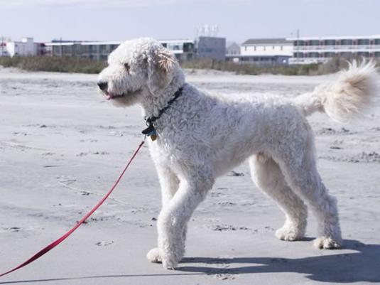 Goldendoodle Pictures