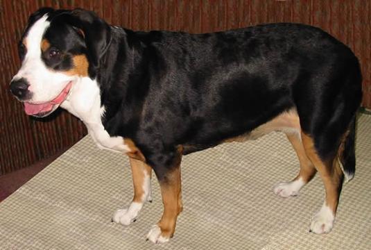 Greater Swiss Mountain Dog Pictures 1